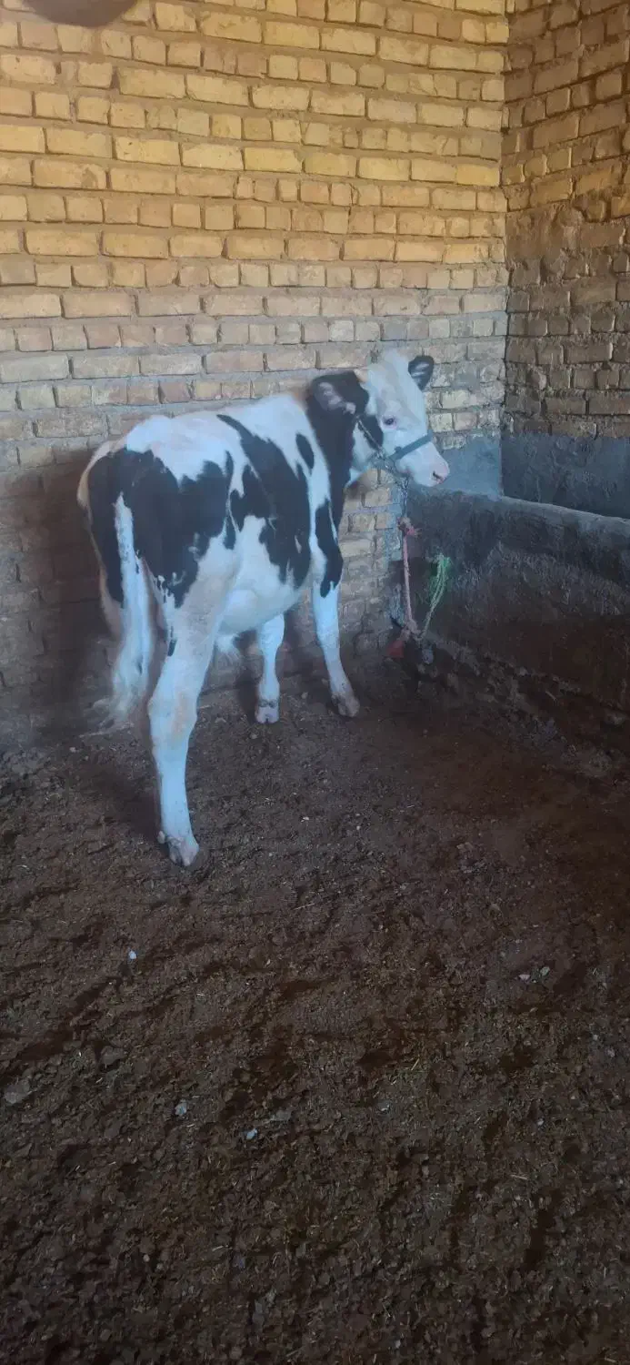 گوساله نر سمینتال گاو|حیوانات مزرعه|گلپایگان, |دیوار