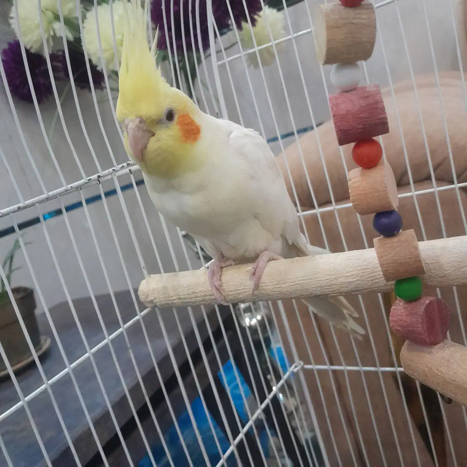 عروس هلندی|پرنده|قیدار, |دیوار