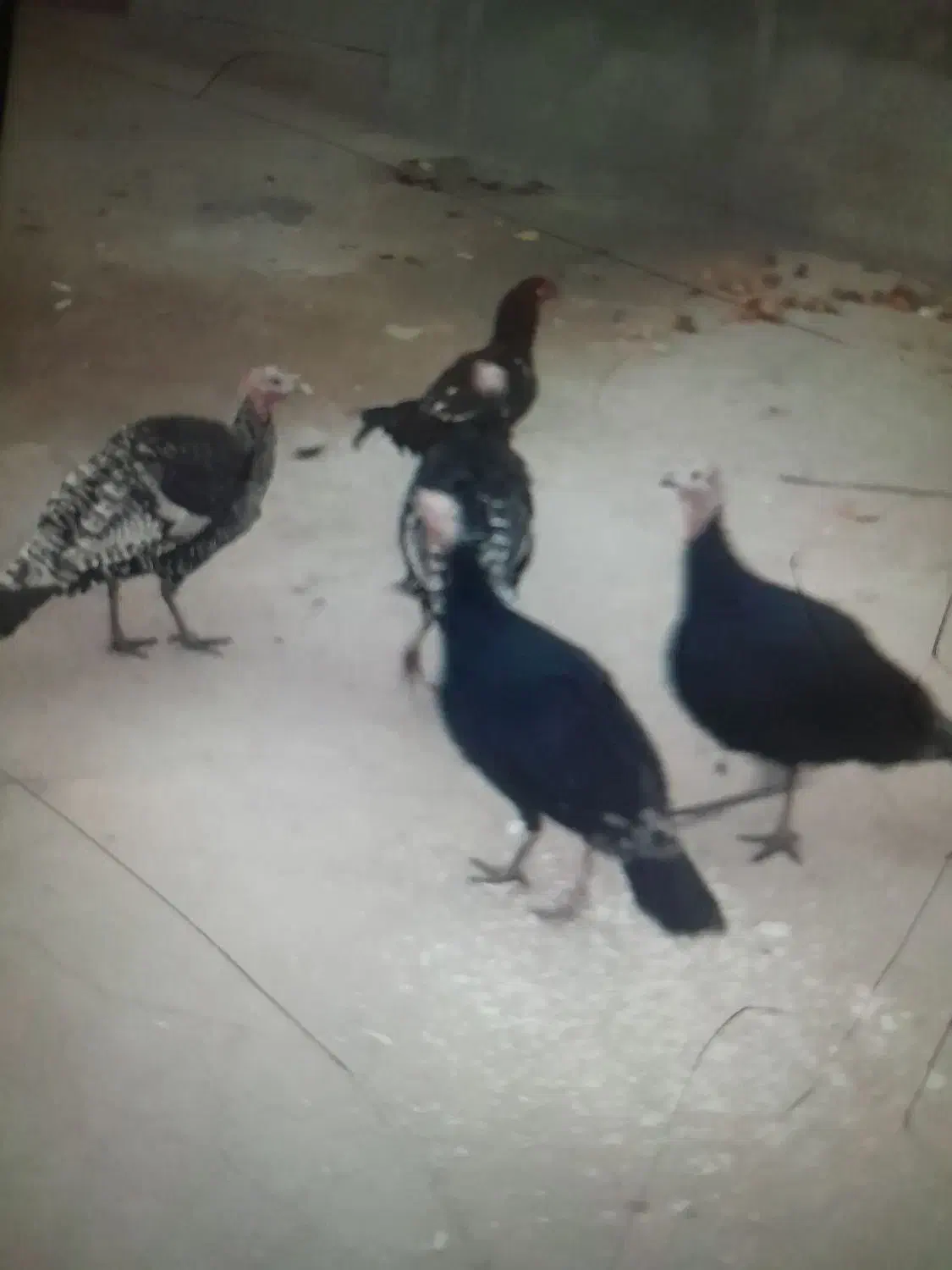 ۲عددخروس ۴بوقلمون|حیوانات مزرعه|شاهین دژ, |دیوار