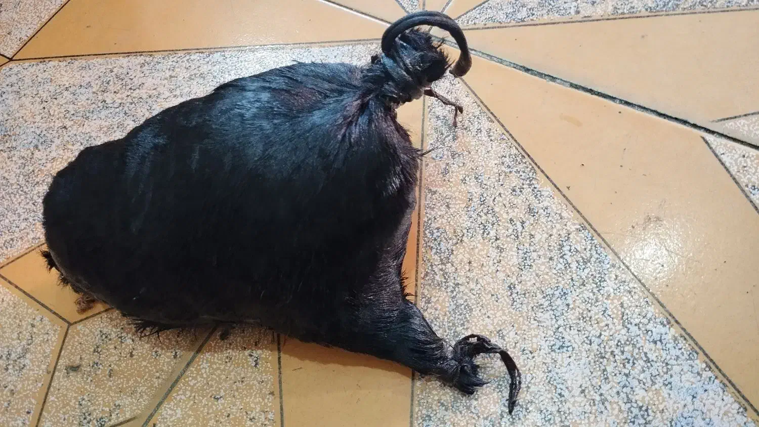 خیک لری|عمده‌فروشی|دزفول, |دیوار