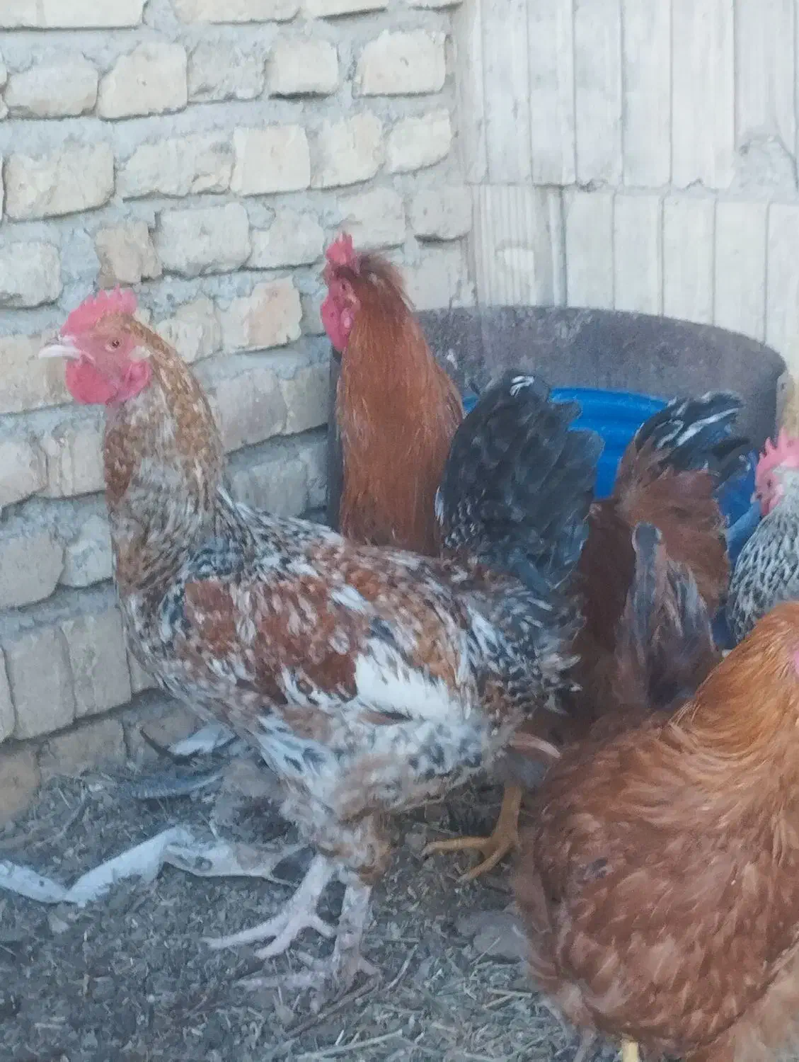 خروس محلی|حیوانات مزرعه|جوادآباد, |دیوار