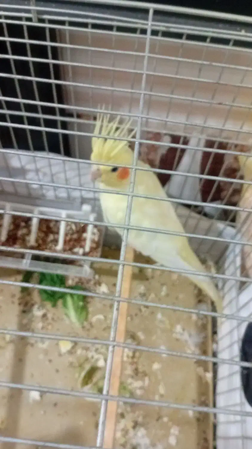 عروس باریس|پرنده|اهواز, کوی علوی|دیوار