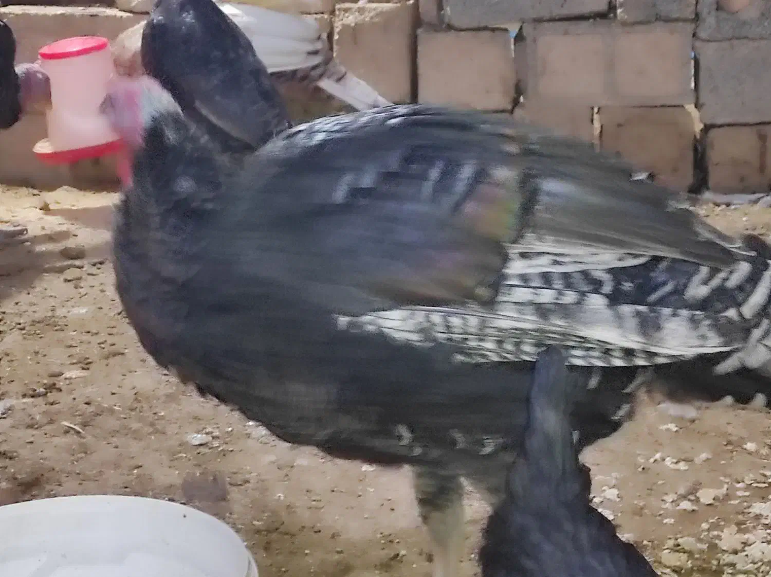 بوقلمون نر جوان|حیوانات مزرعه|فسا, |دیوار