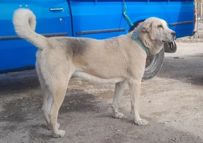 وااگذاری|سگ|اردبیل, |دیوار