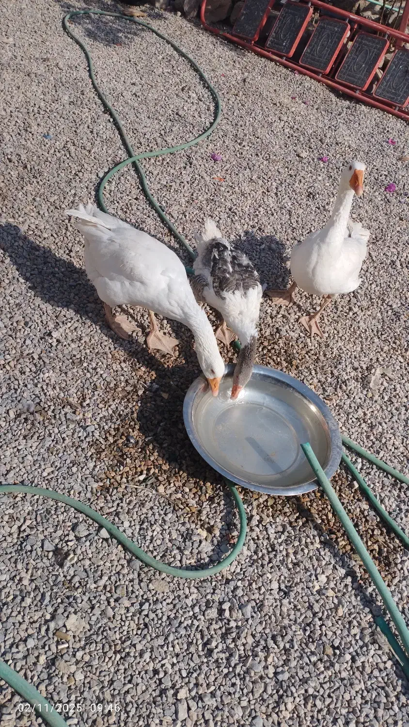 غاز نر و ماده تخم گذار همراه بچه غاز|حیوانات مزرعه|یزد, |دیوار