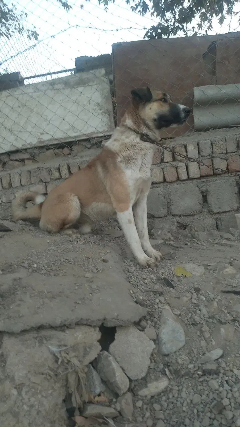 سگ گله ای فول انرژی|سگ|صحنه, |دیوار