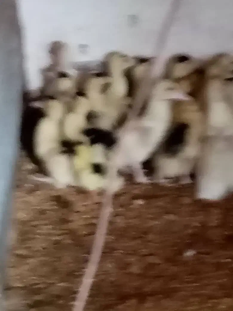 جوجه اردک اسرائیلی|حیوانات مزرعه|رشت, حومه رشت|دیوار