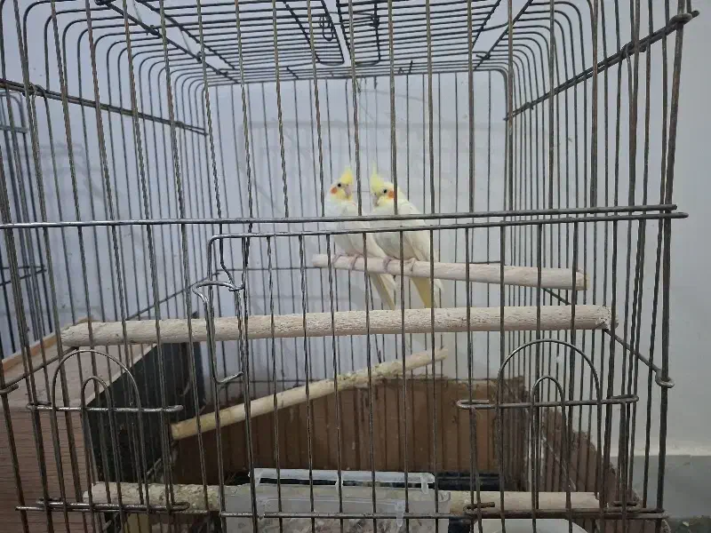 جفت عروس هلندی مولد به شرط|پرنده|شوشتر, |دیوار