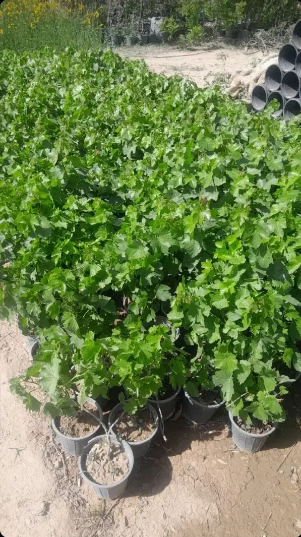 محصولات فروشگاهی دیاکو