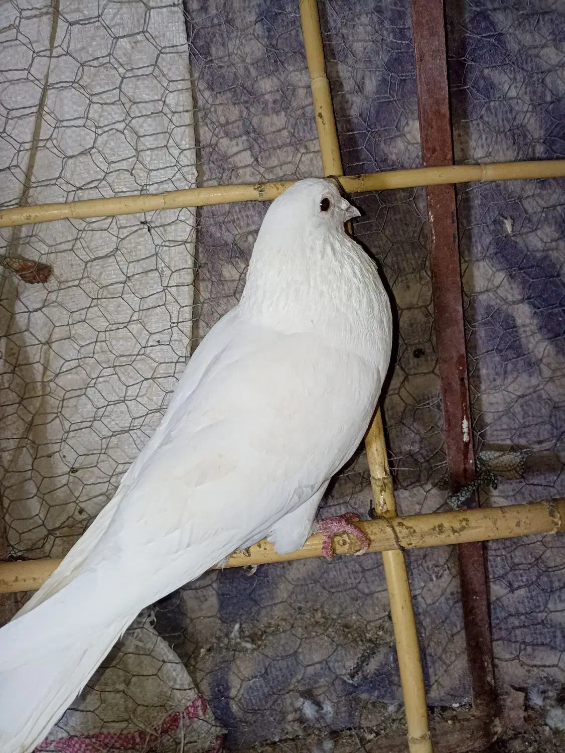 کبوتر|پرنده|مود, |دیوار