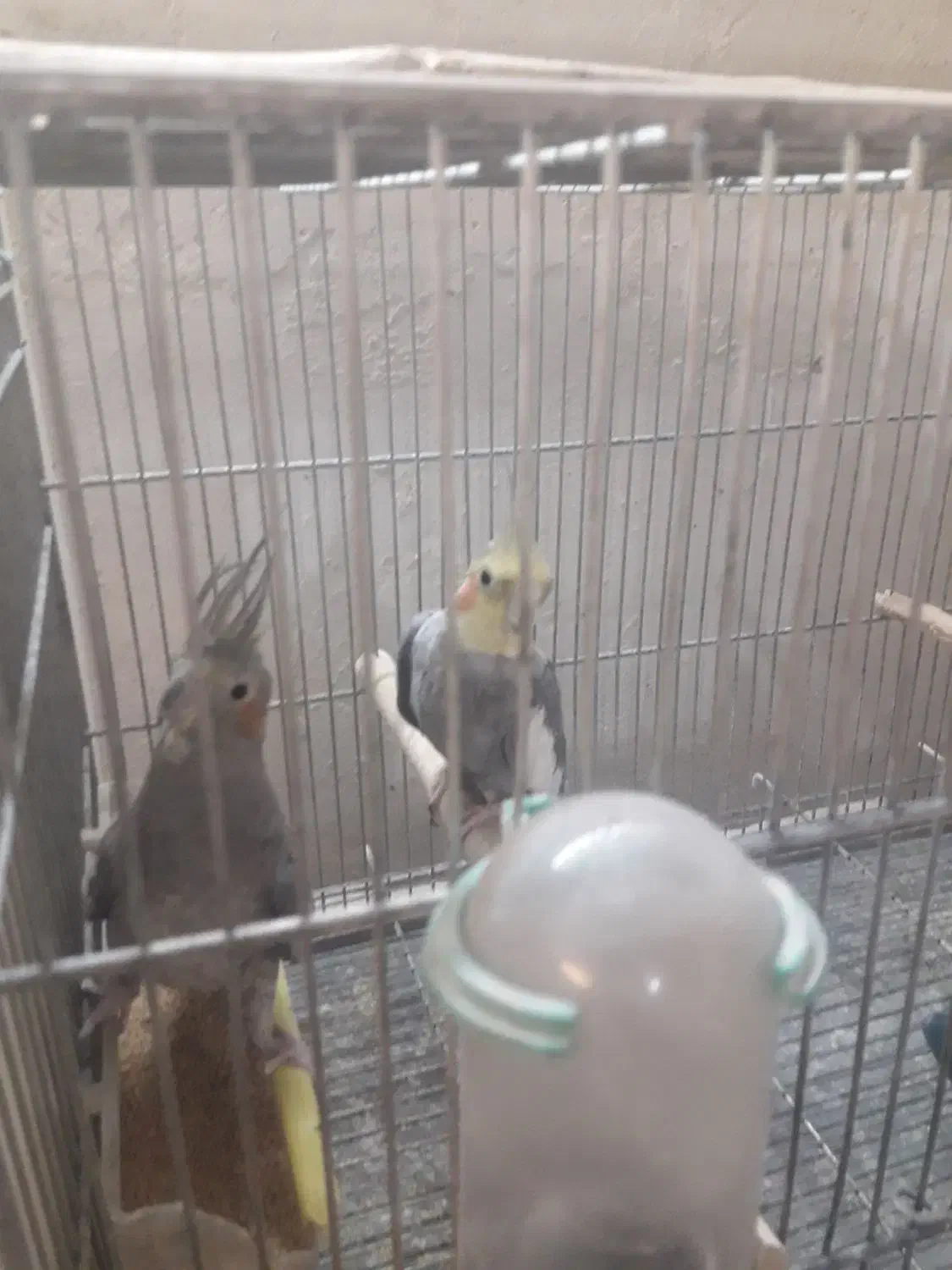 عروس هلندی|پرنده|اصفهان, ارداجی|دیوار