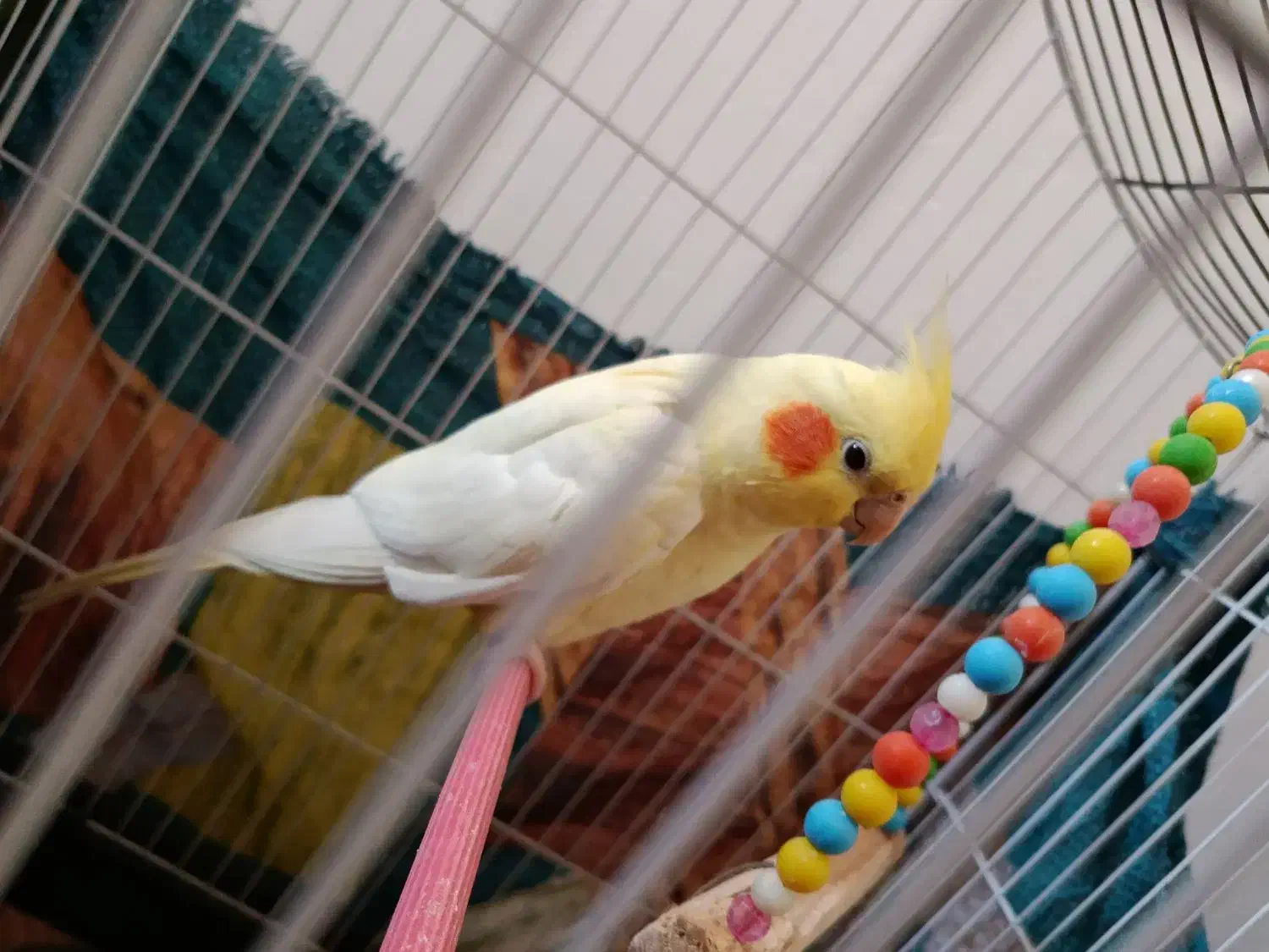 عروس هلندی|پرنده|جهرم, |دیوار