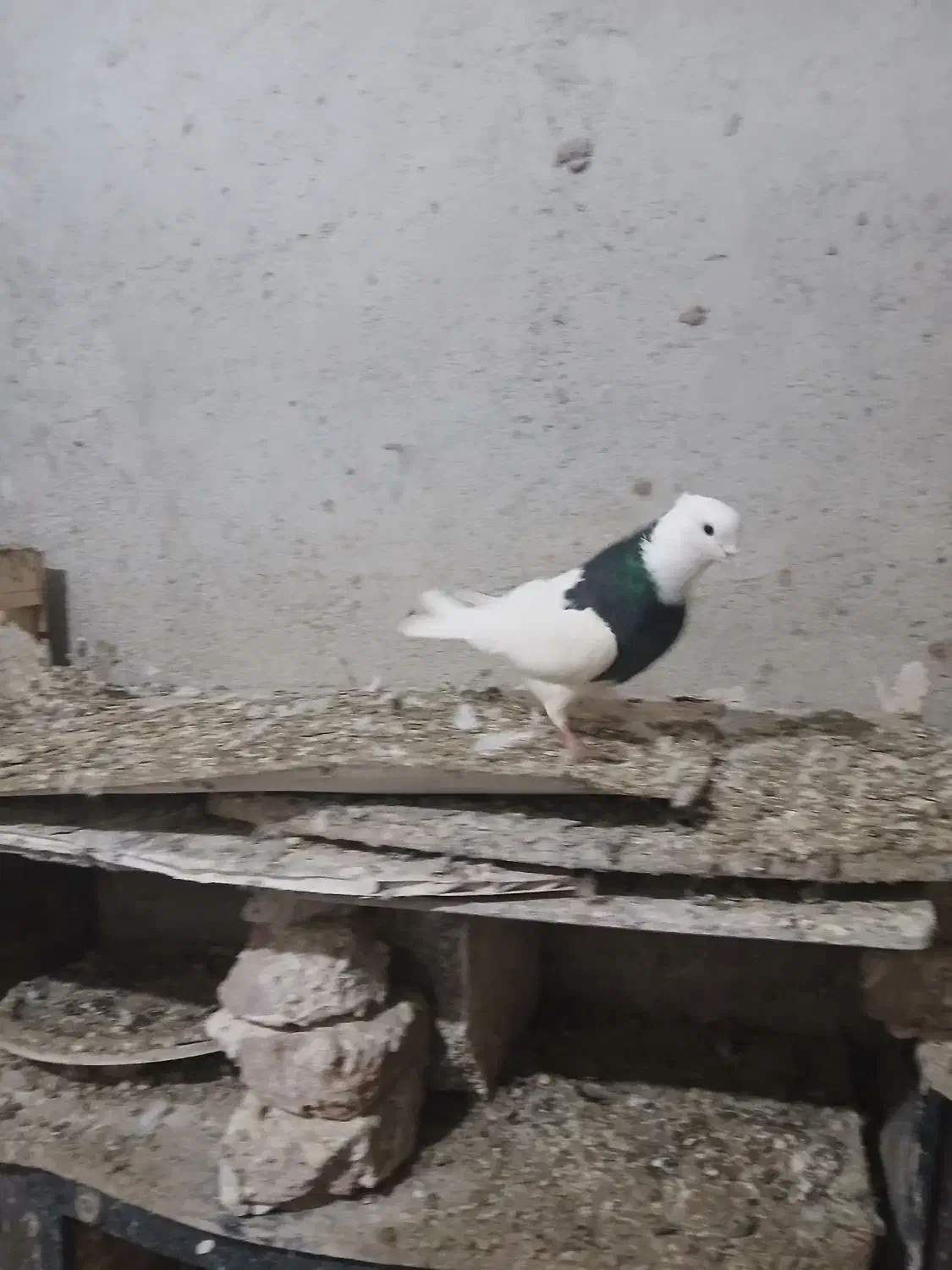 کلفه نر|پرنده|اردبیل, |دیوار