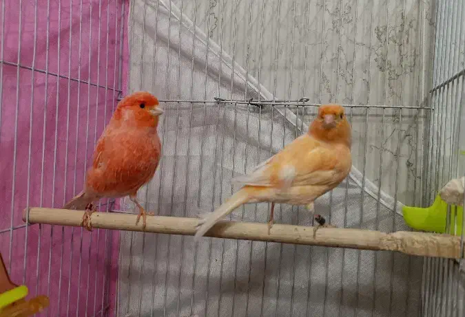 جفت قناری سرخ|پرنده|مشهد, چهنو|دیوار