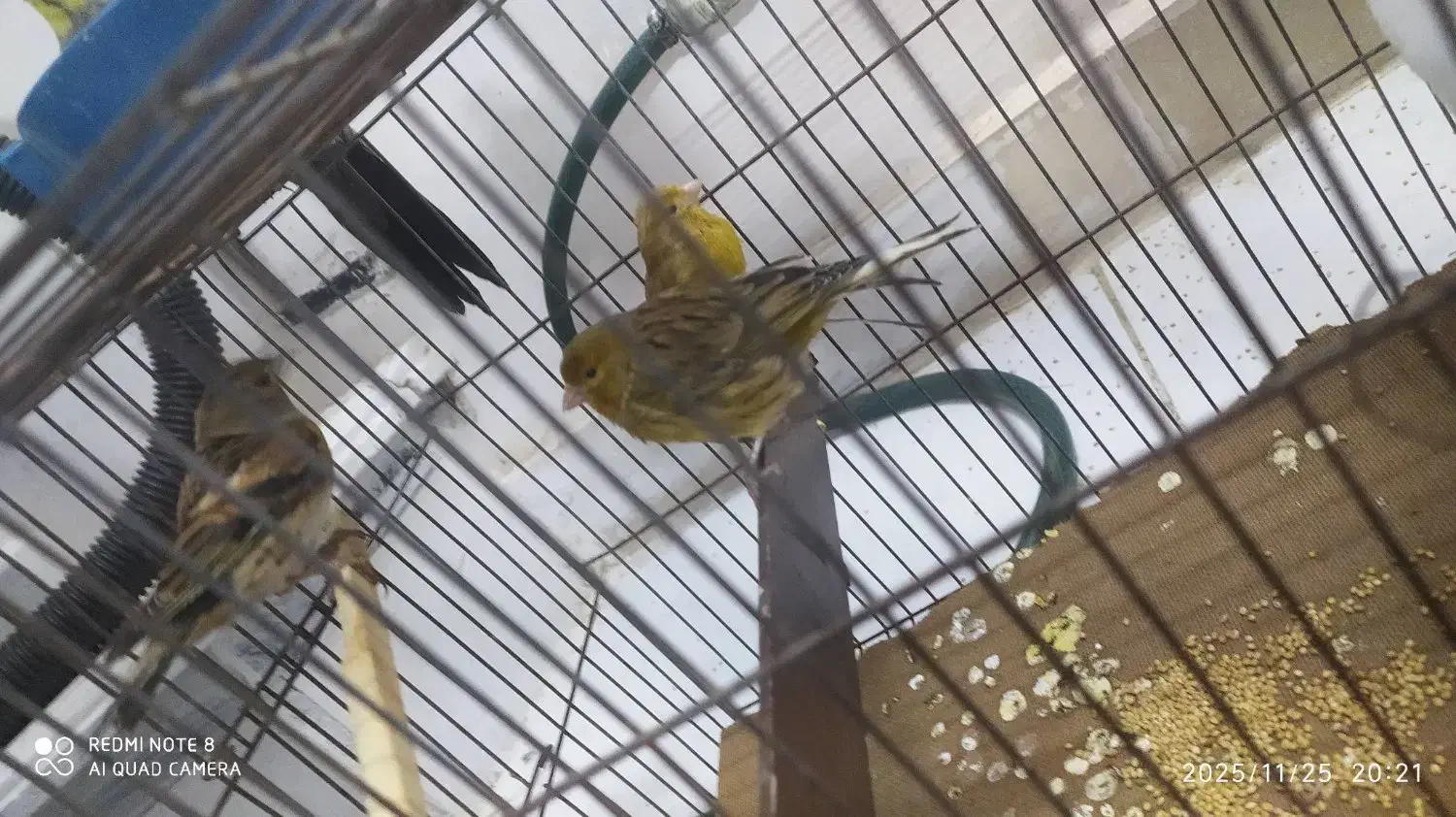 قناری. سهره. سهره قناری|پرنده|سبزوار, قصبه غربی|دیوار