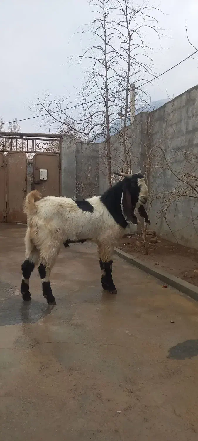 نر بز نجدی|حیوانات مزرعه|صحنه, |دیوار