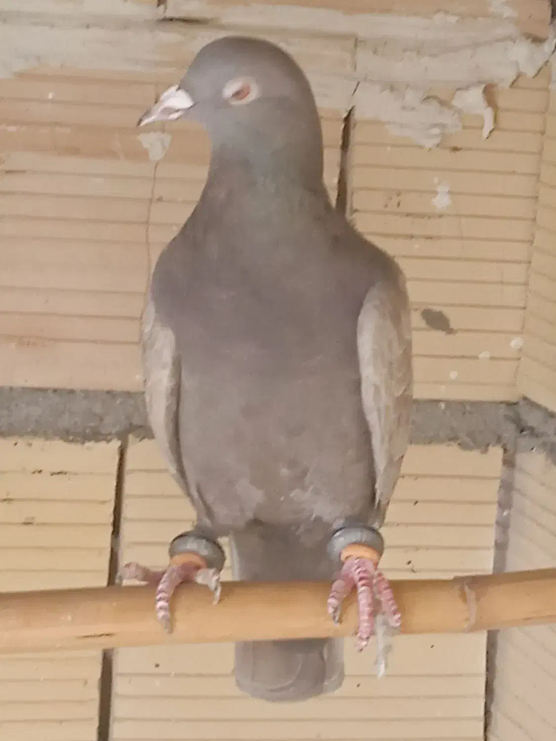 سرکیی فقط سیصدحراج|حراج|تاکستان, |دیوار