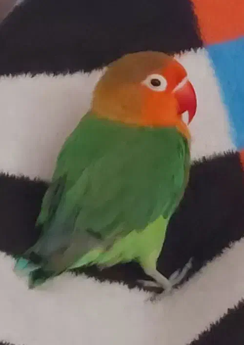 کوتوله برزیلی نژادفیشر|پرنده|مشهد, کارمندان دوم|دیوار