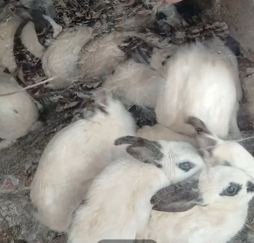 فروش خرگوش|موش و خرگوش|مراغه, |دیوار