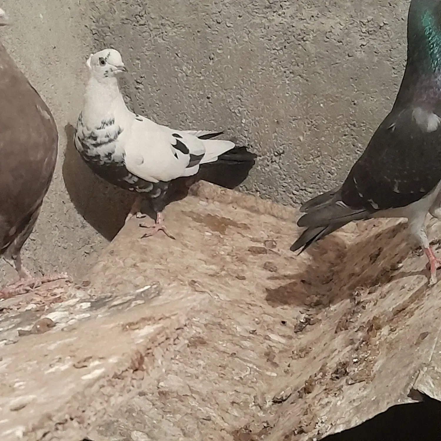 کبوتر رنگی|پرنده|صحرای باغ, |دیوار