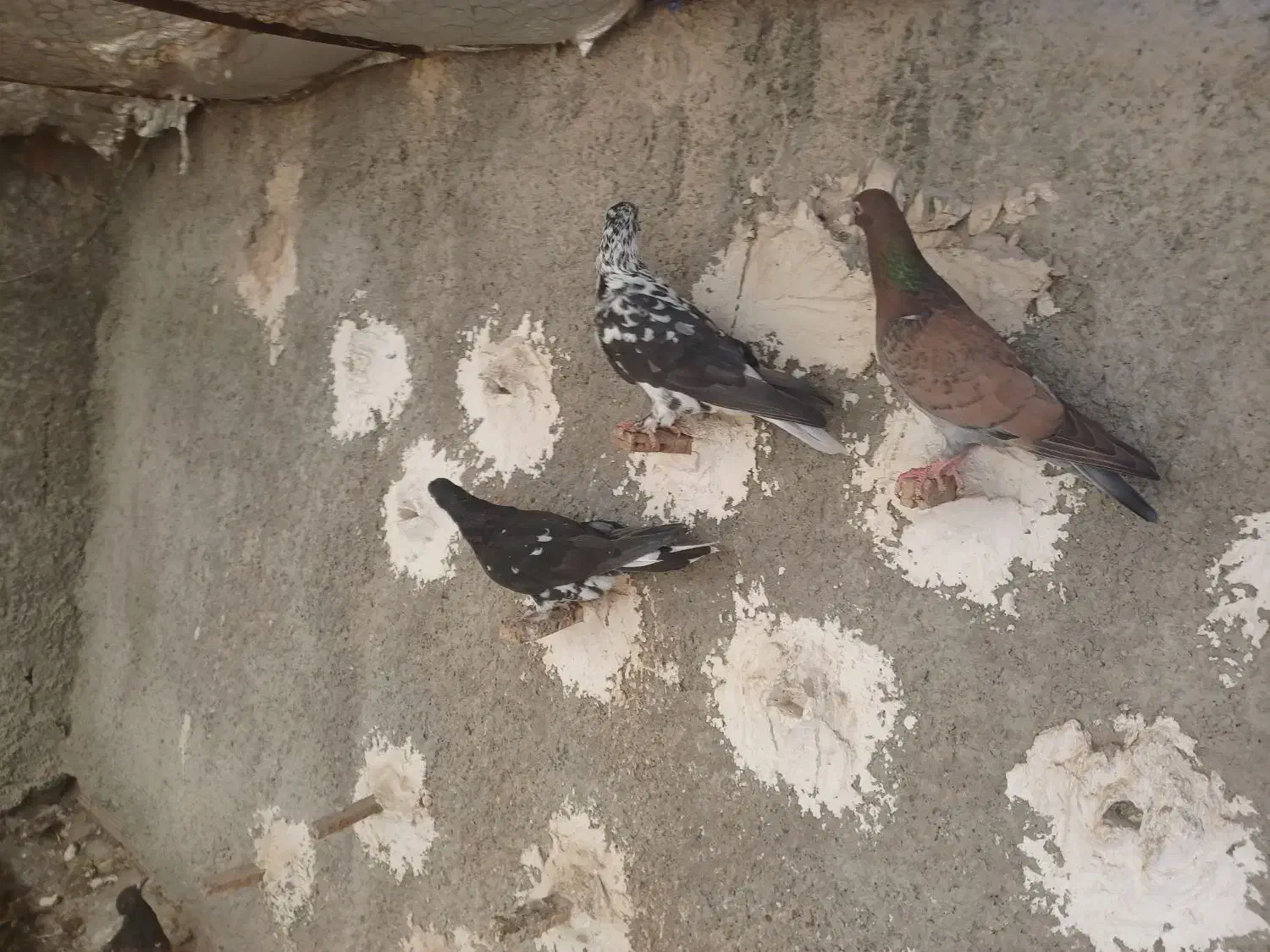 کبوتر فروشی|پرنده|شیروان (خراسان), |دیوار