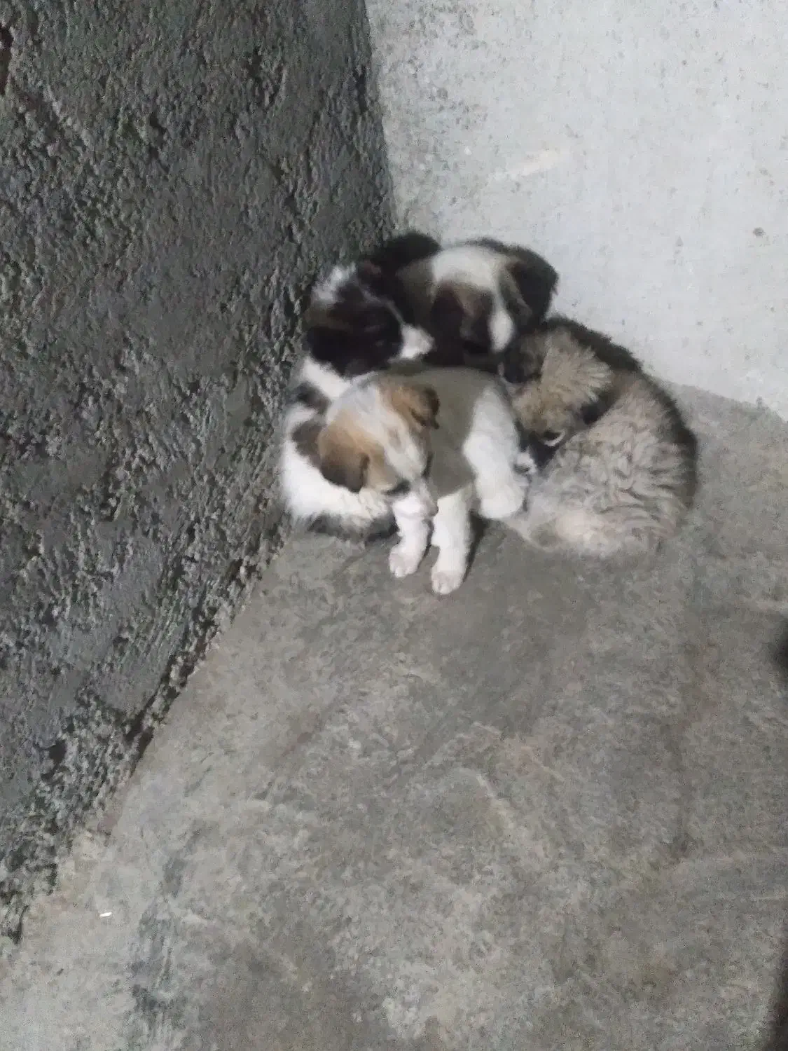 قیمت توافقی|سگ|جرگلان, |دیوار