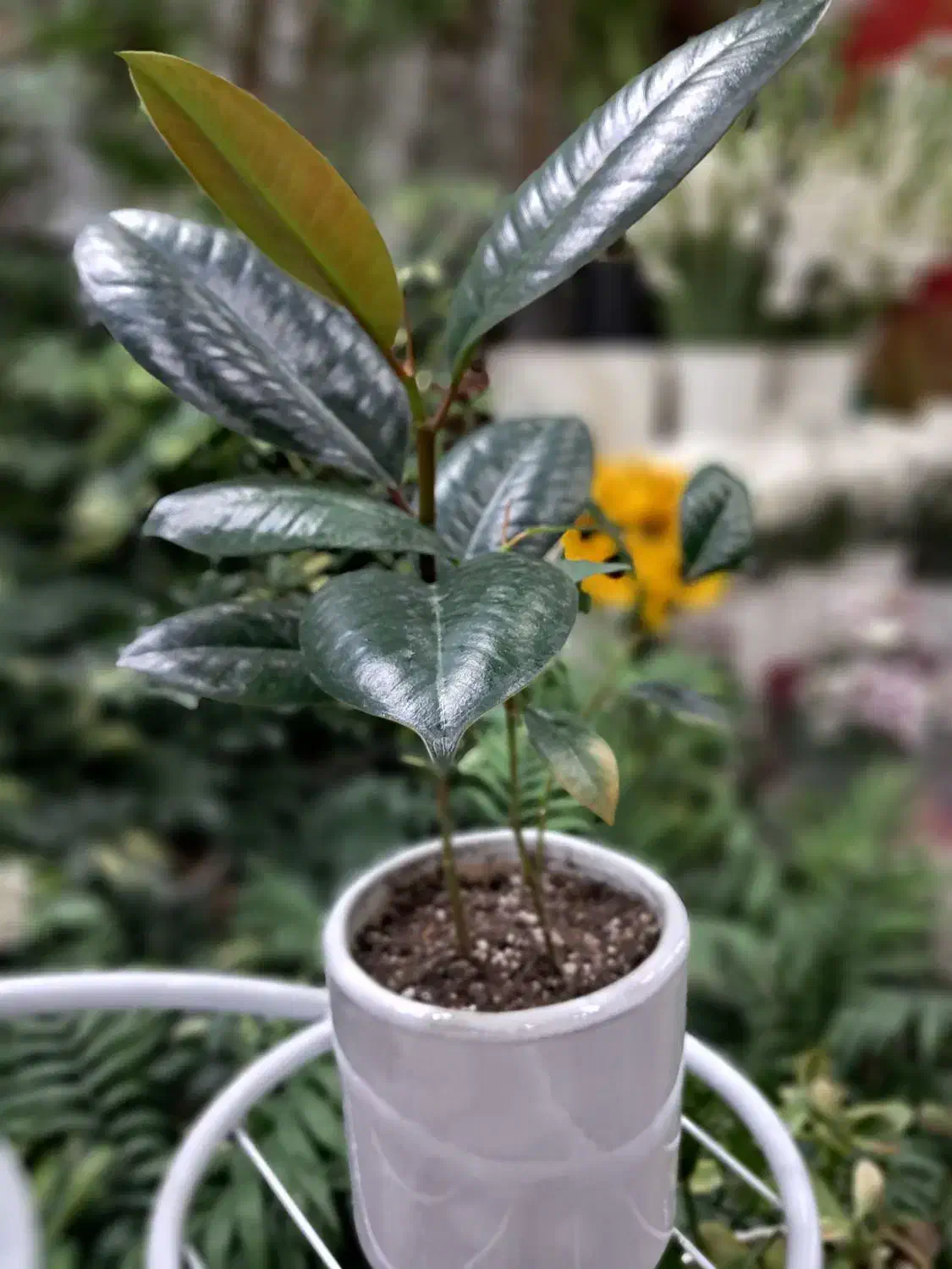 فیکوس بلک عمده و تکی|گل و گیاه طبیعی|رفسنجان, |دیوار