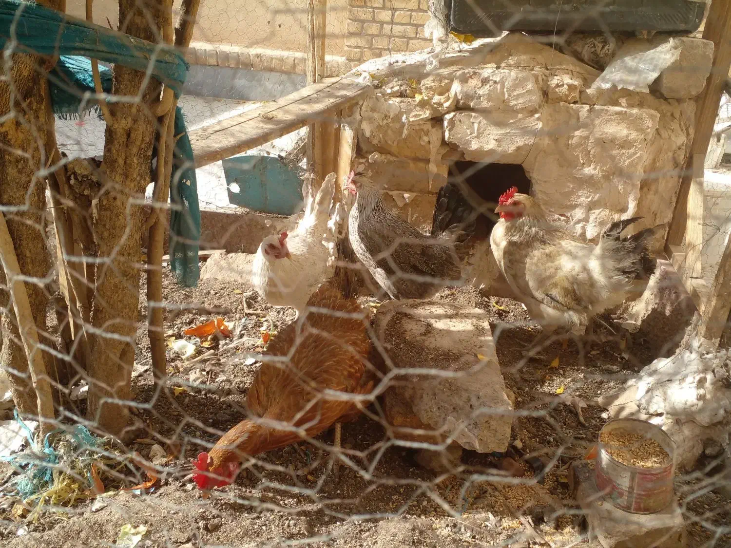 ۲ عدد مرغ تخمگذار|حیوانات مزرعه|قم, بوستان علوی|دیوار