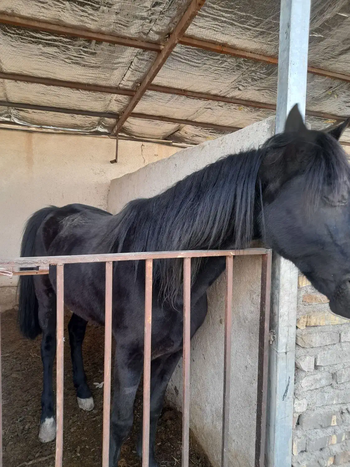 اسب کرد|اسب و تجهیزات اسب‌سواری|پیشوا, |دیوار