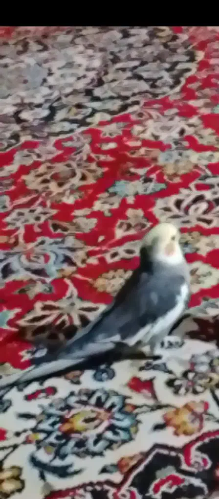 عروس گمشده|حیوانات|بندرعباس, |دیوار