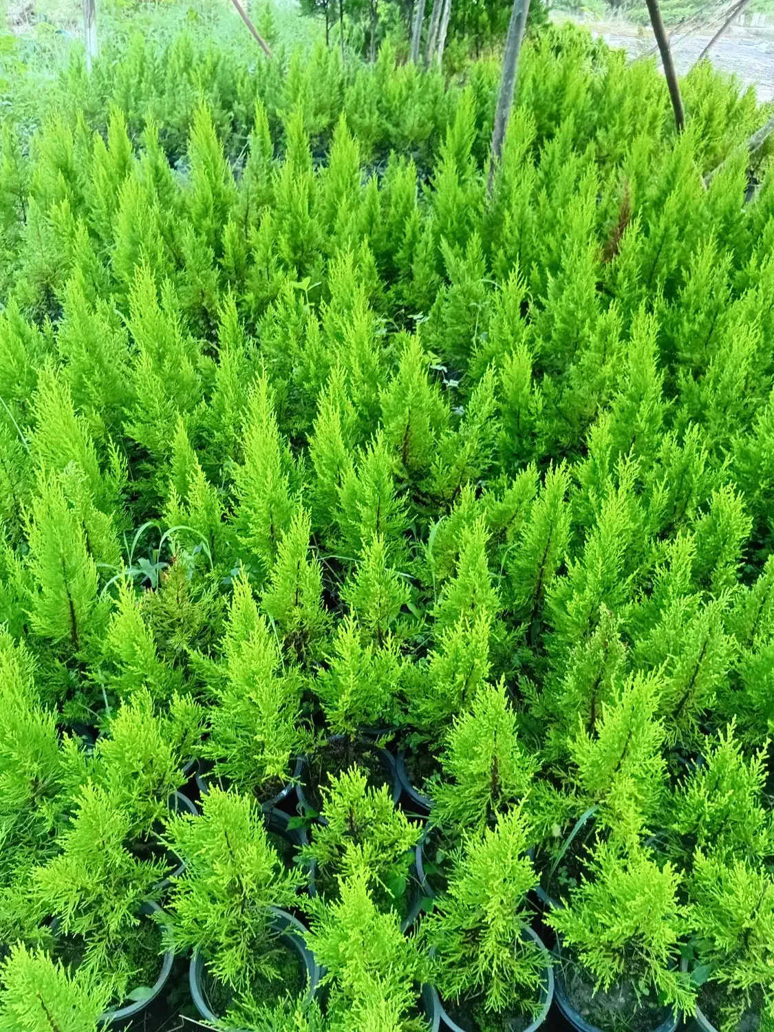 لافسون سطل ۳ کامیس سطل ده وهفت|عمدهفروشی|کتالم و سادات شهر, |دیوار