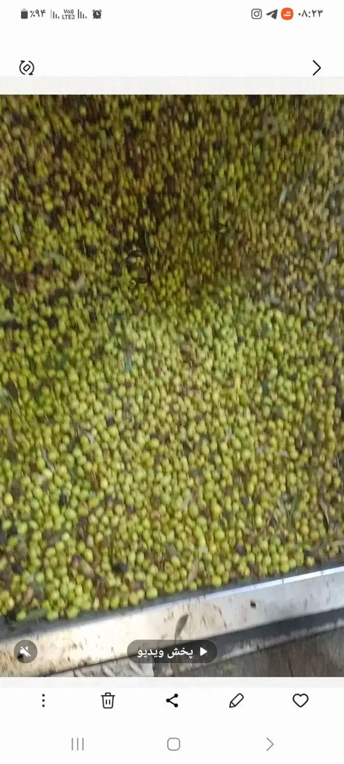 فروش روغن زیتون اصل رودبار|خوردنی و آشامیدنی|رشت, آب آسیاب|دیوار