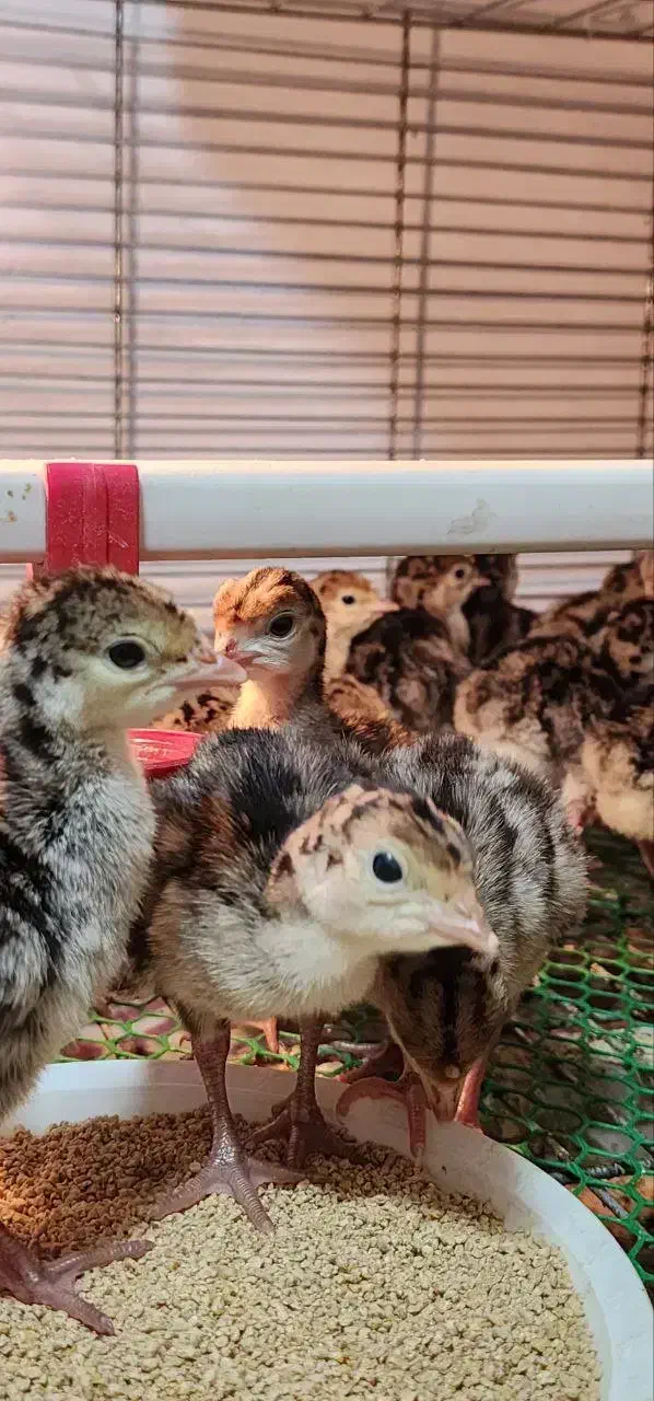 تولید جوجه بوقلمون در اهواز|حیوانات مزرعه|اهواز, سخیریه|دیوار