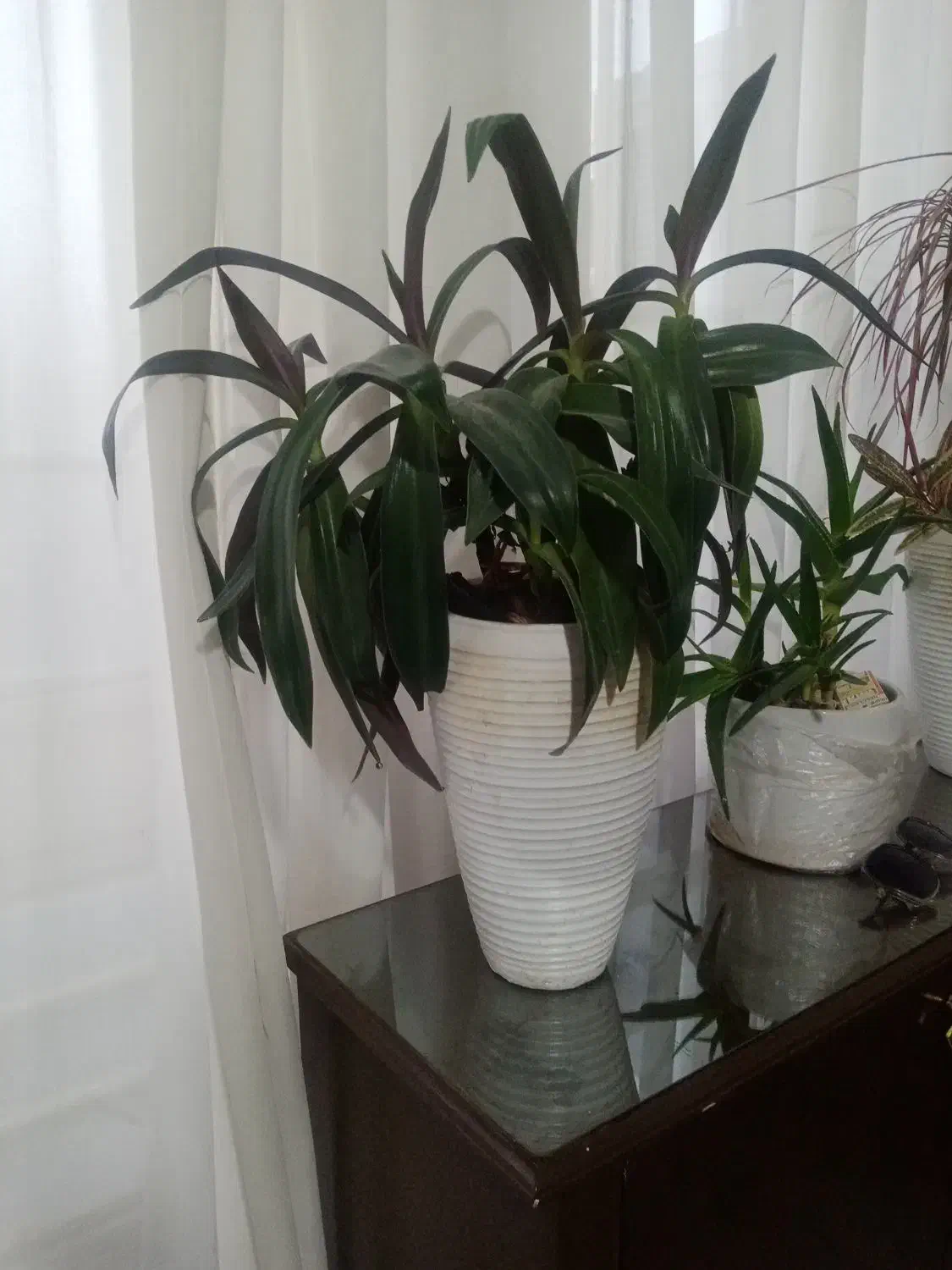 گل طبیعی|گل و گیاه طبیعی|نیشابور, ابراهیمی|دیوار