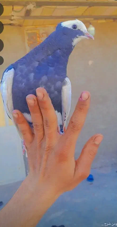 کبوتر دستی|پرنده|حمیدیا, |دیوار