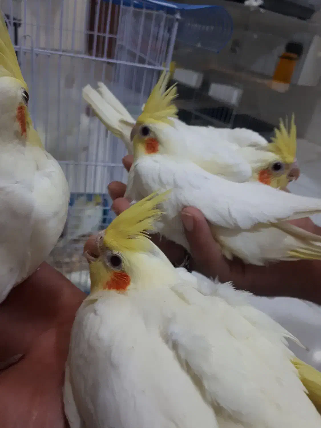 جوجه عروس هلندی|پرنده|رفسنجان, |دیوار