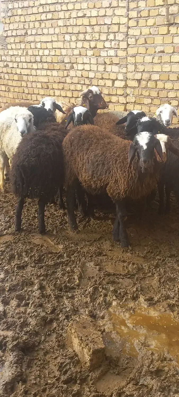 بره‌نراصیل|حیوانات مزرعه|دشتابی, |دیوار