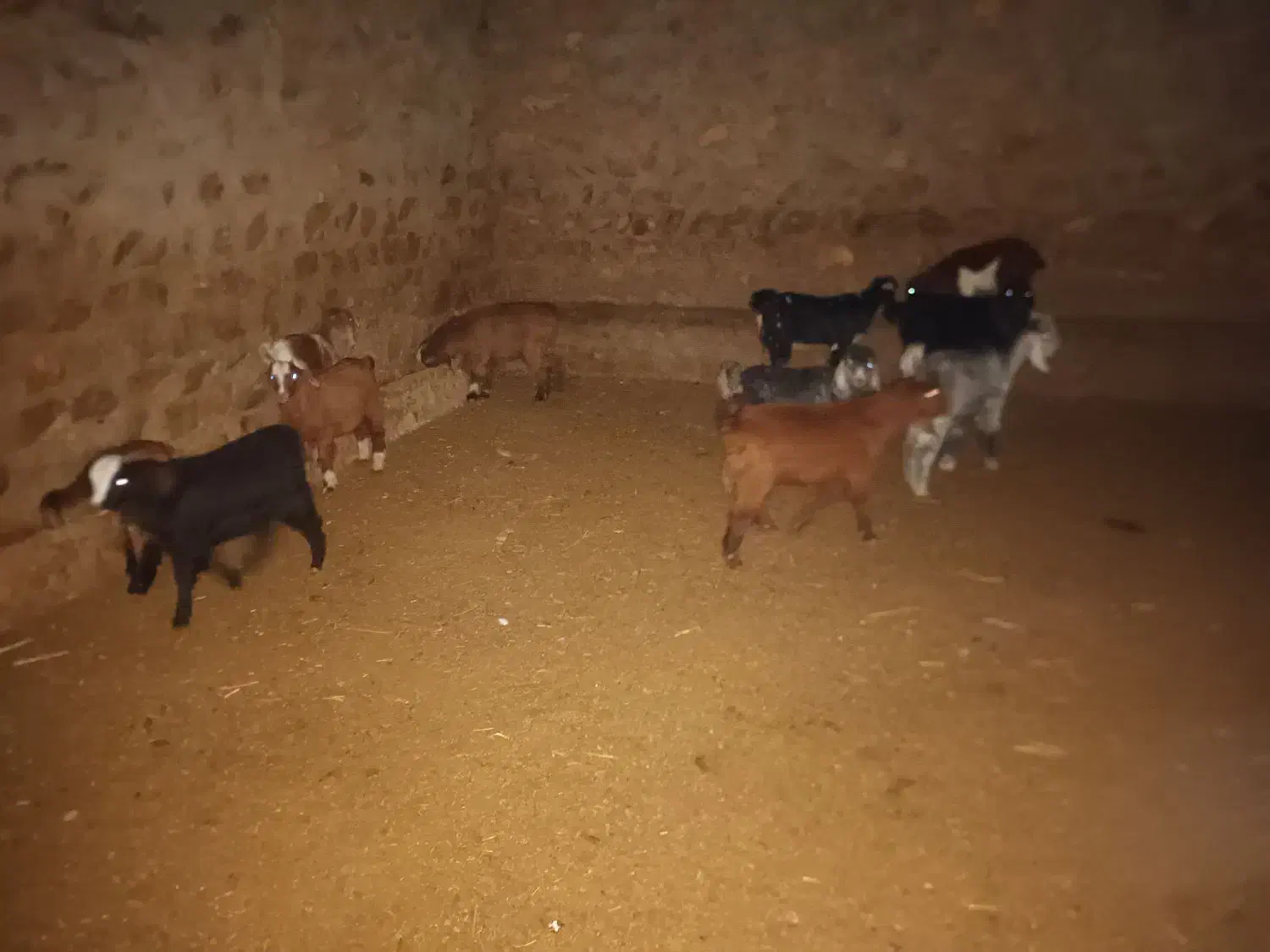 بزوبزغاله|حیوانات مزرعه|چگنی, |دیوار