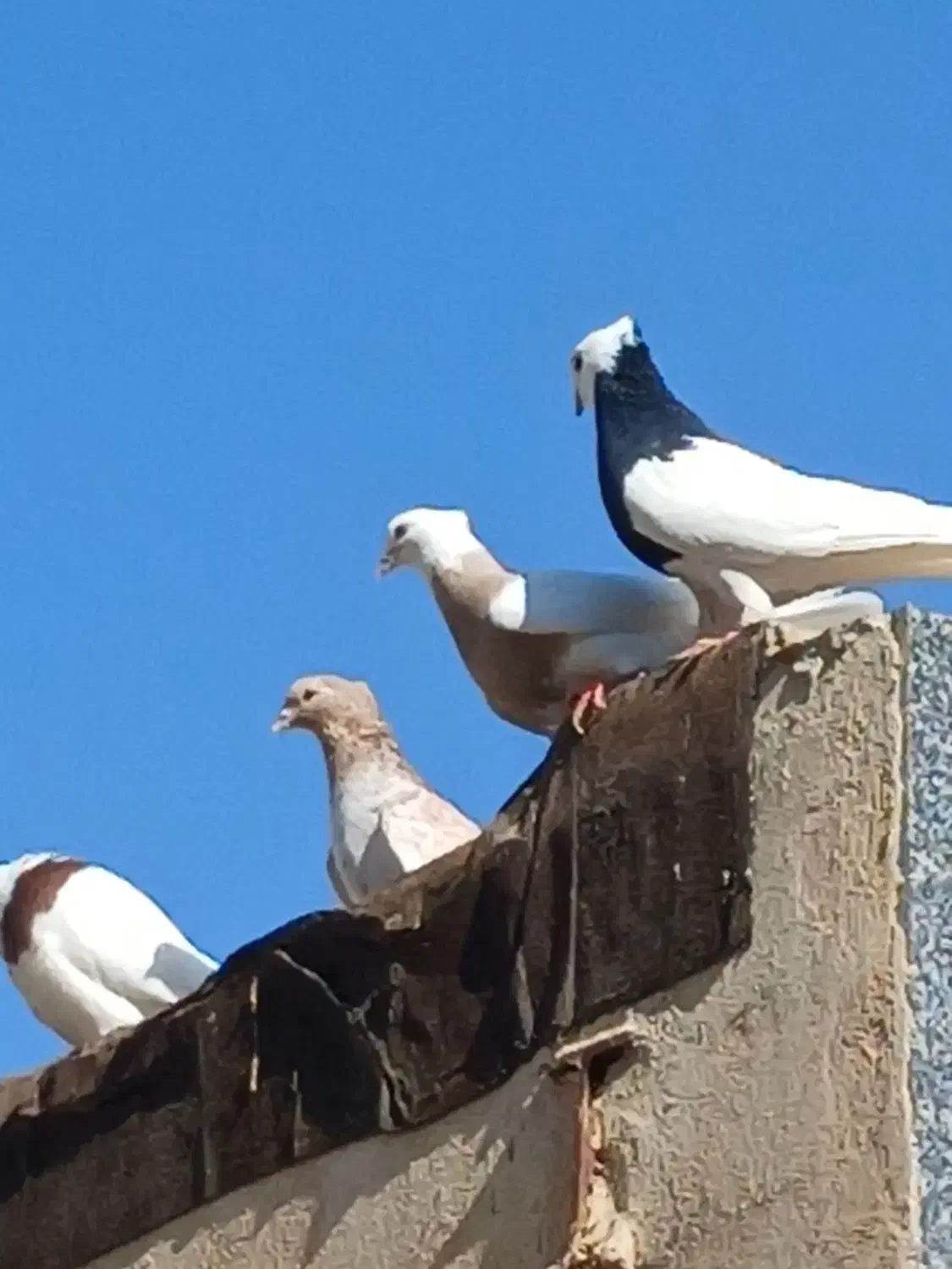 کبوتر سبز دم سفید و زاغ دم سفید|پرنده|تهران, شکیبا|دیوار