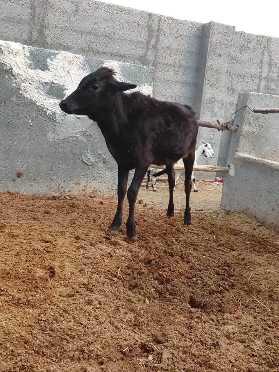 گوساله ماده با دوتا میش|حیوانات مزرعه|عسلویه, |دیوار