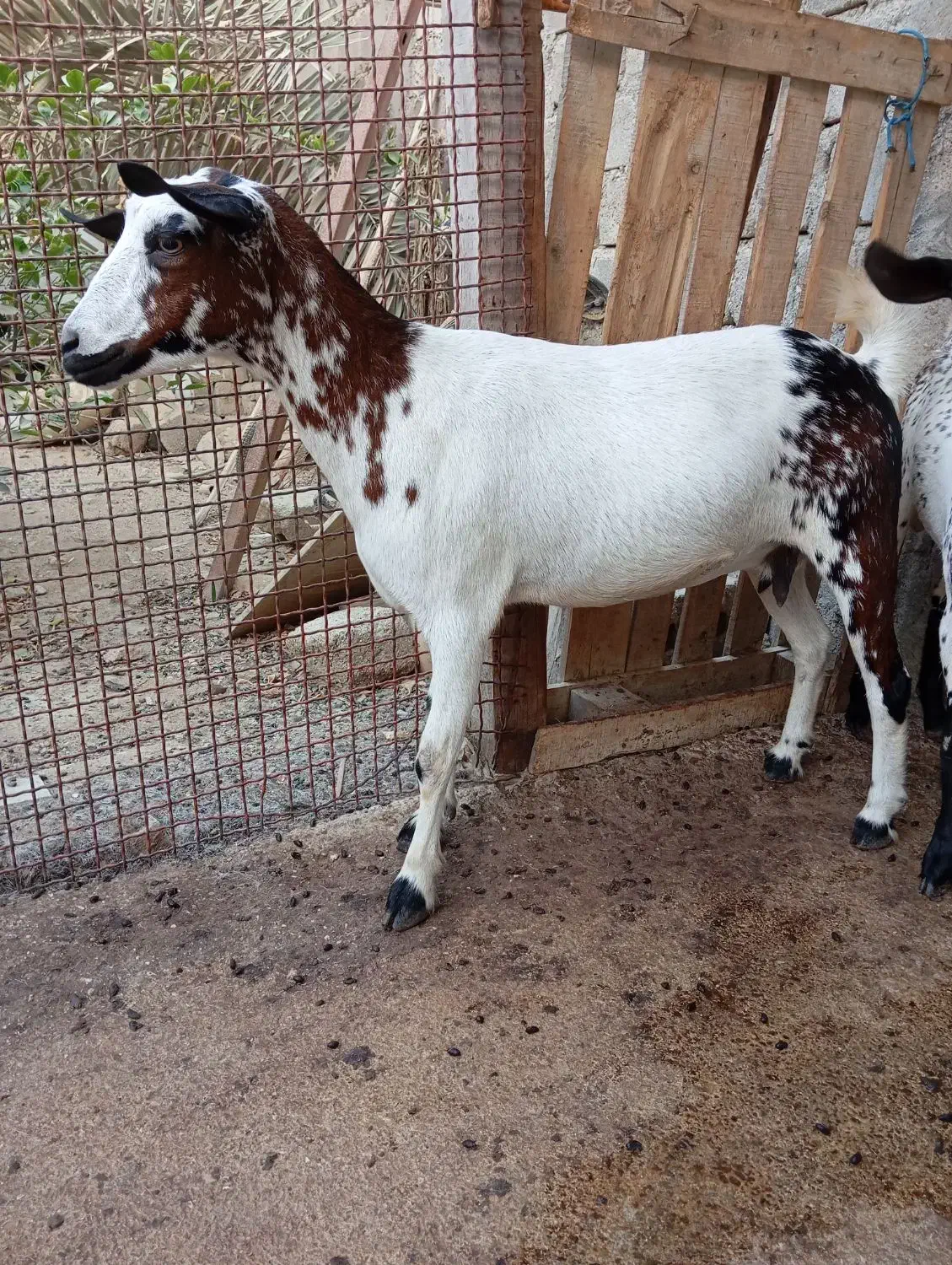 کهره|حیوانات مزرعه|درگهان, |دیوار