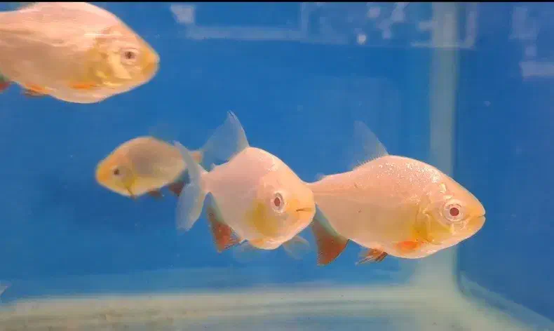 چانا و آروانا|ماهی|ساری, |دیوار