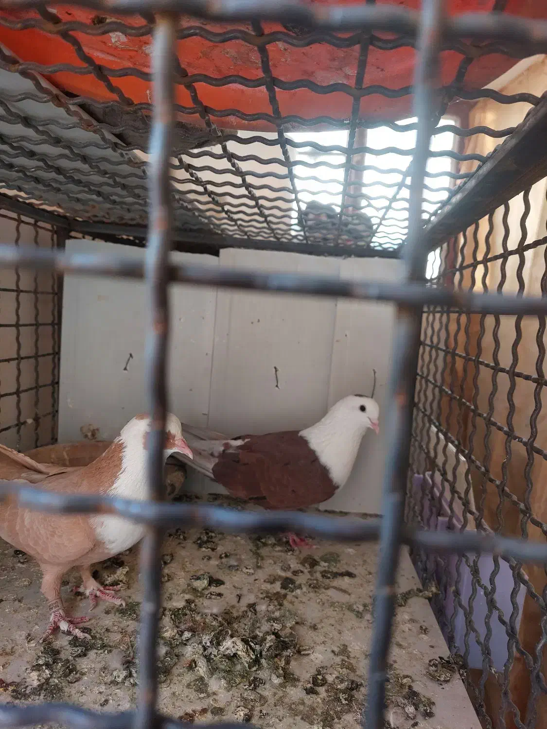 خیابان امام امام خمینی ۲۳|پرنده|تربت‌حیدریه, بالا ولایت|دیوار