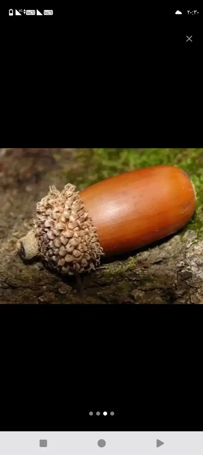 بلوط کوهی درجه یک|خوردنی و آشامیدنی|کرج, شهرک سهرابیه|دیوار