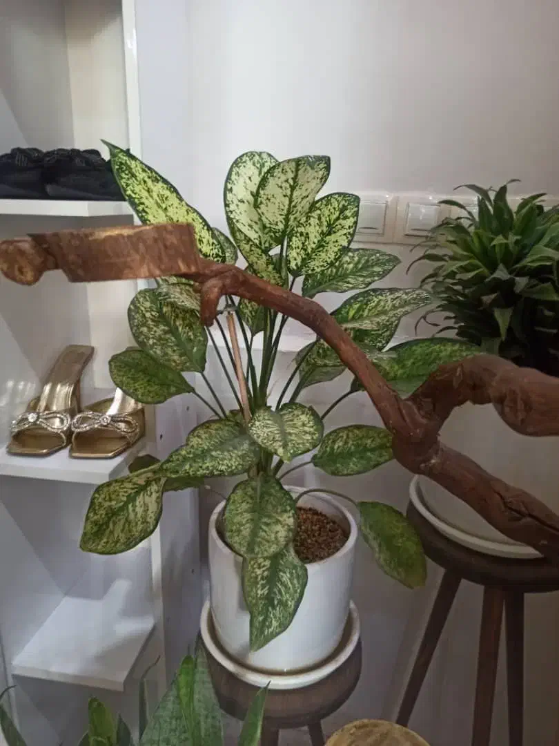 ب دلیل  مهاجرت|گل و گیاه طبیعی|مریوان, |دیوار