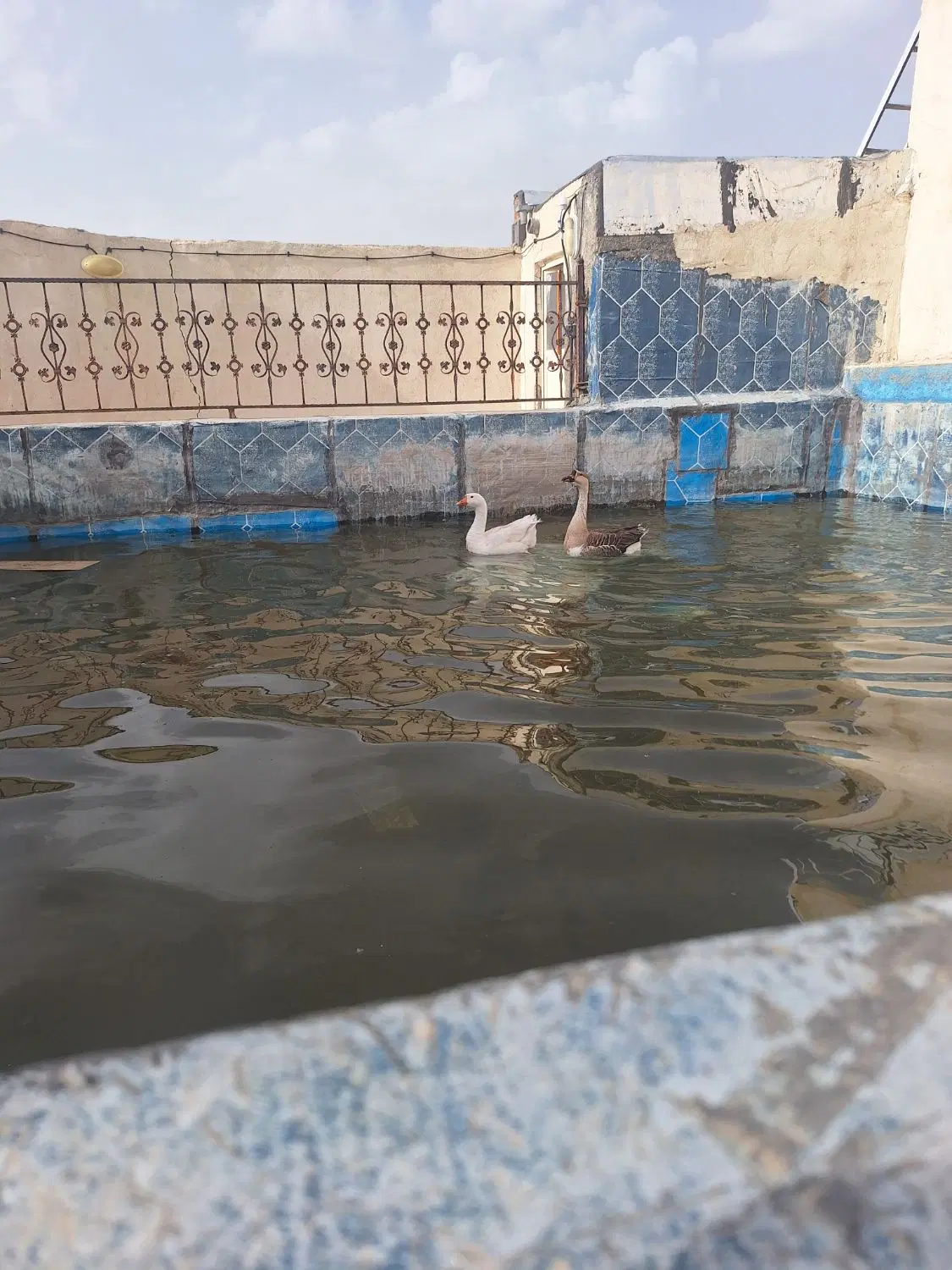 غوغاز|حیوانات مزرعه|همدان, |دیوار