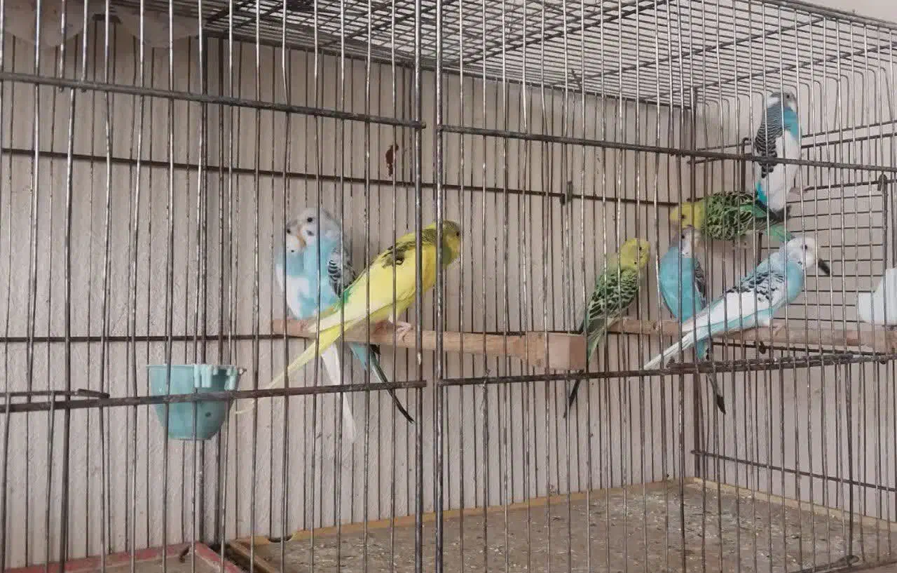 مرغ عشق|پرنده|گلپایگان, |دیوار