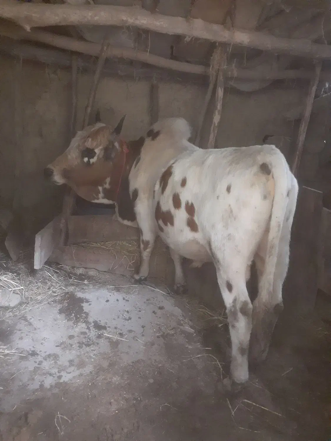 ورزا کل|حیوانات مزرعه|لاهیجان, کوی زمانی|دیوار