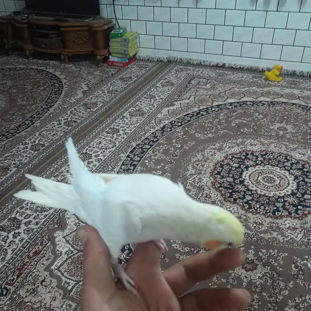 طوطی عروس هلندی|پرنده|دزفول, |دیوار