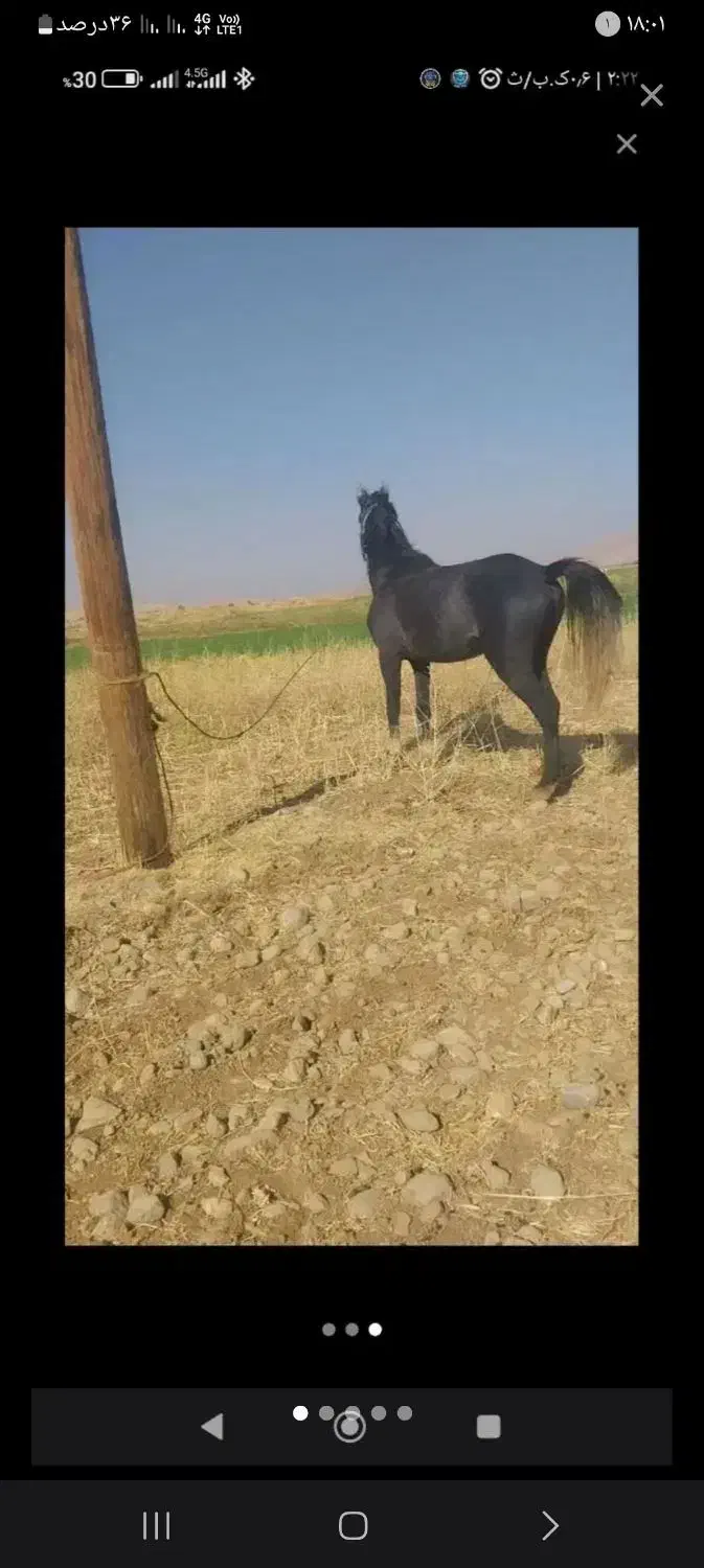 حیوانات مزرعه|حیوانات|ایذه, |دیوار